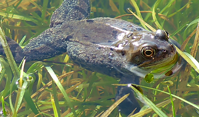 toad in the lake wetlands nature reserve at the wellcome genome campus